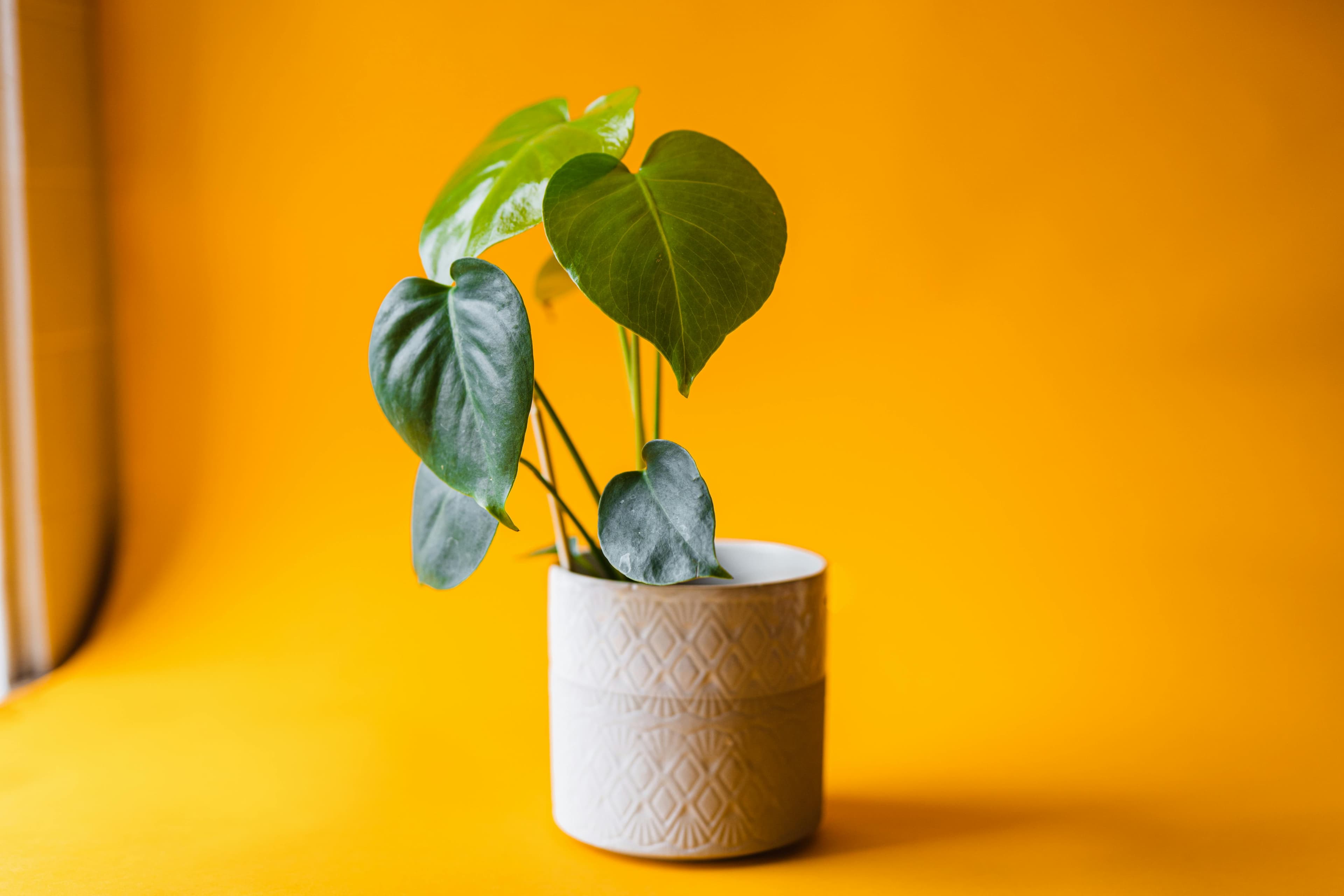 Monstera